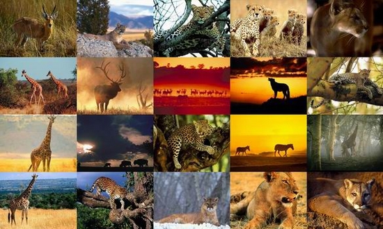 Animals Photo Screensaver Volume 4