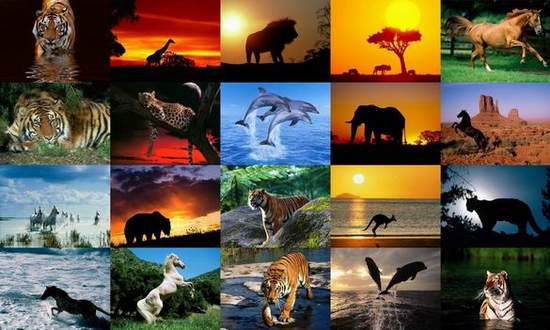 Animals Photo Screensaver Volume 5