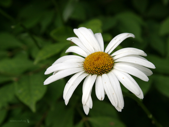 Beautiful Flowers