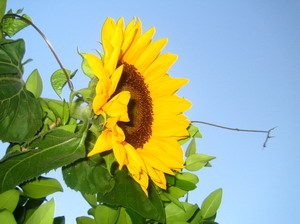 Beautiful Sunflowers Screensaver