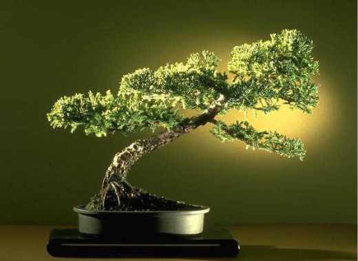 Bonsai Gallery Screensaver Collection