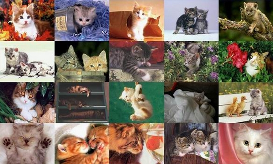 Cats Photo Screensaver