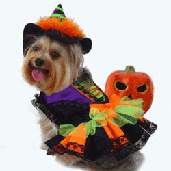 Favorite Dog Costumes