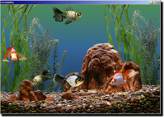 Goldfish Aquarium