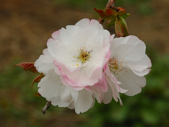 Japanese Cherry Screensaver