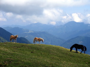 Majestic Horses Screensaver