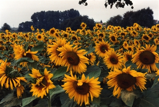 Sunflowers Screensaver