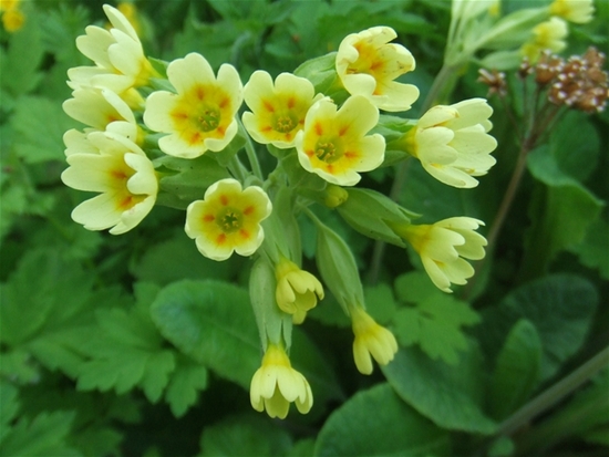 The Cowslip Screensaver