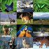 Animals Photo Screensaver Volume 2