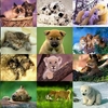 Animals Photo Screensaver Volume 3