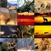 Animals Photo Screensaver Volume 4