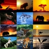 Animals Photo Screensaver Volume 5