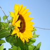 Beautiful Sunflowers Screensaver