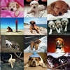 Dogs Photo Screensaver