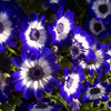 Free Gorgeous Flowers Screensaver