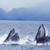 Free Humpback Whales Screensaver