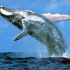 Free Whales Screensaver