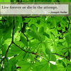 Quotes and Nature Screensaver