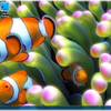 Sim Aquarium - Clownfish Live Wallpaper