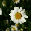 Spring Flowers Screensaver