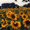 Sunflowers Screensaver