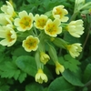 The Cowslip Screensaver